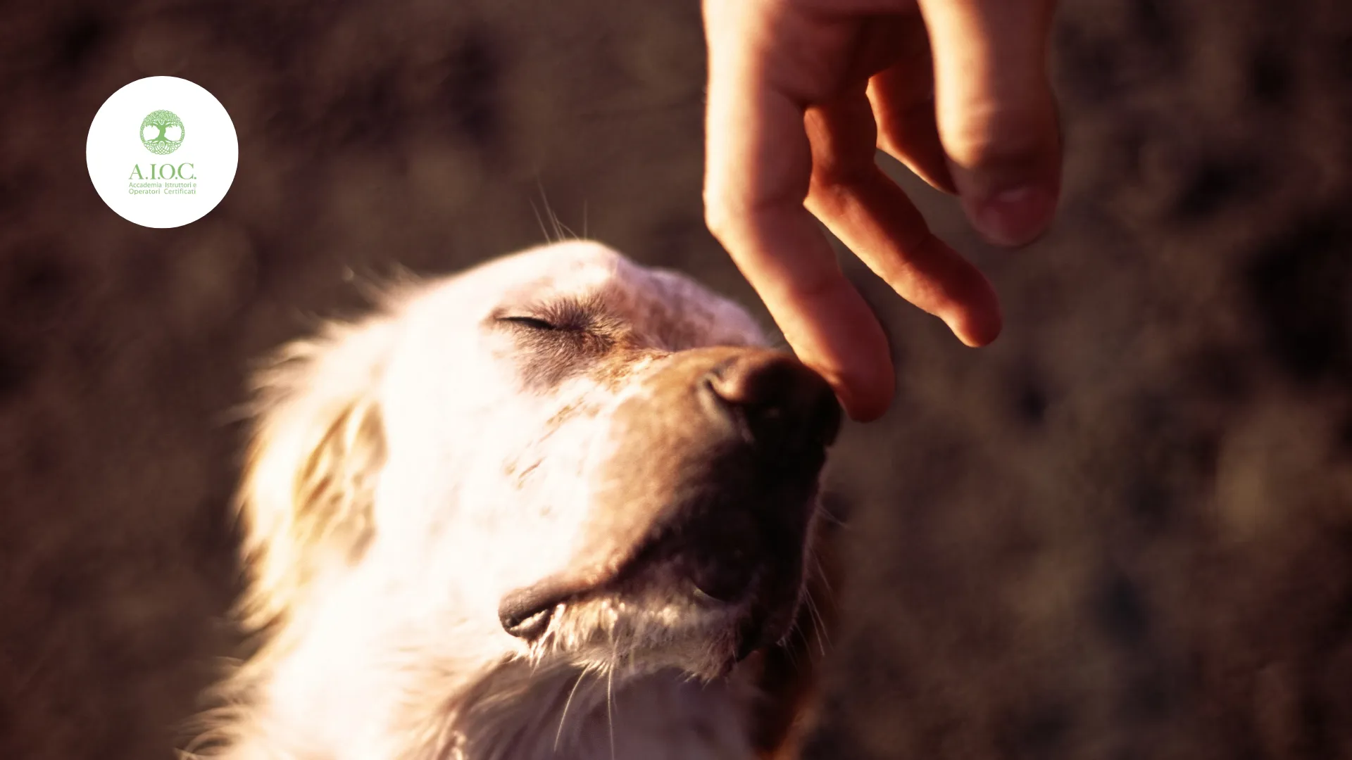 Operatore di Massaggio e Benessere Animale: Professione e Benefici per il Cane