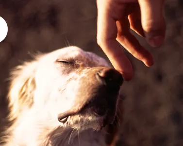 Operatore di Massaggio e Benessere Animale: Professione e Benefici per il Cane
