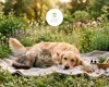 Benessere energetico degli animali domestici: floriterapia e naturopatia per equilibrio, comportamento e salute
