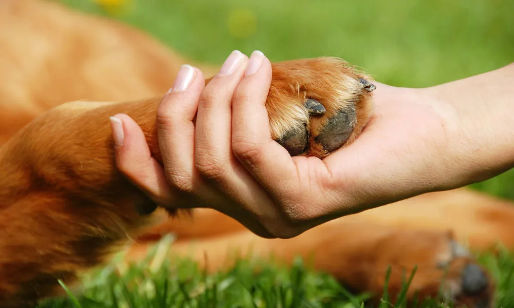 Bioenergetica Animale