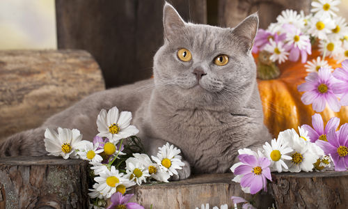 Operatore di Fiori Australiani per Animali