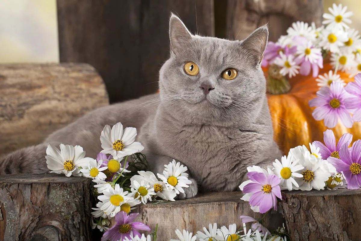Operatore di Fiori Australiani per Animali