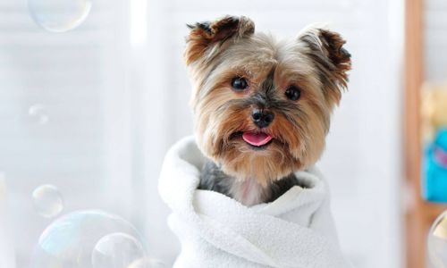 Operatore di Massaggio e Benessere Animale