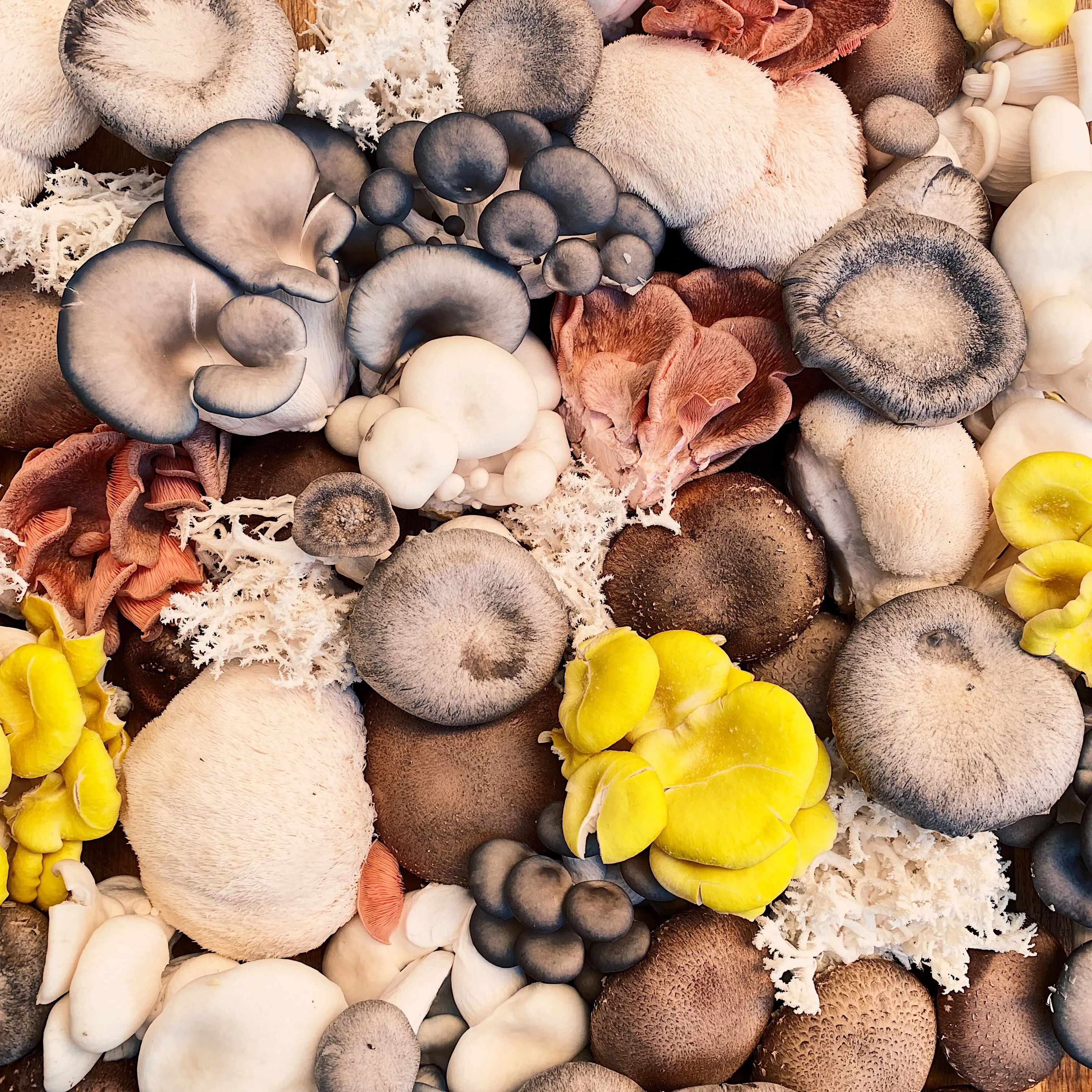 Micoterapia, i 12 Funghi terapeutici