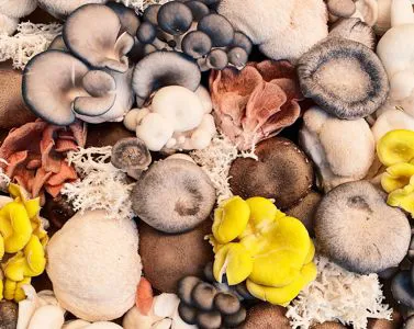 Micoterapia, i 12 Funghi terapeutici