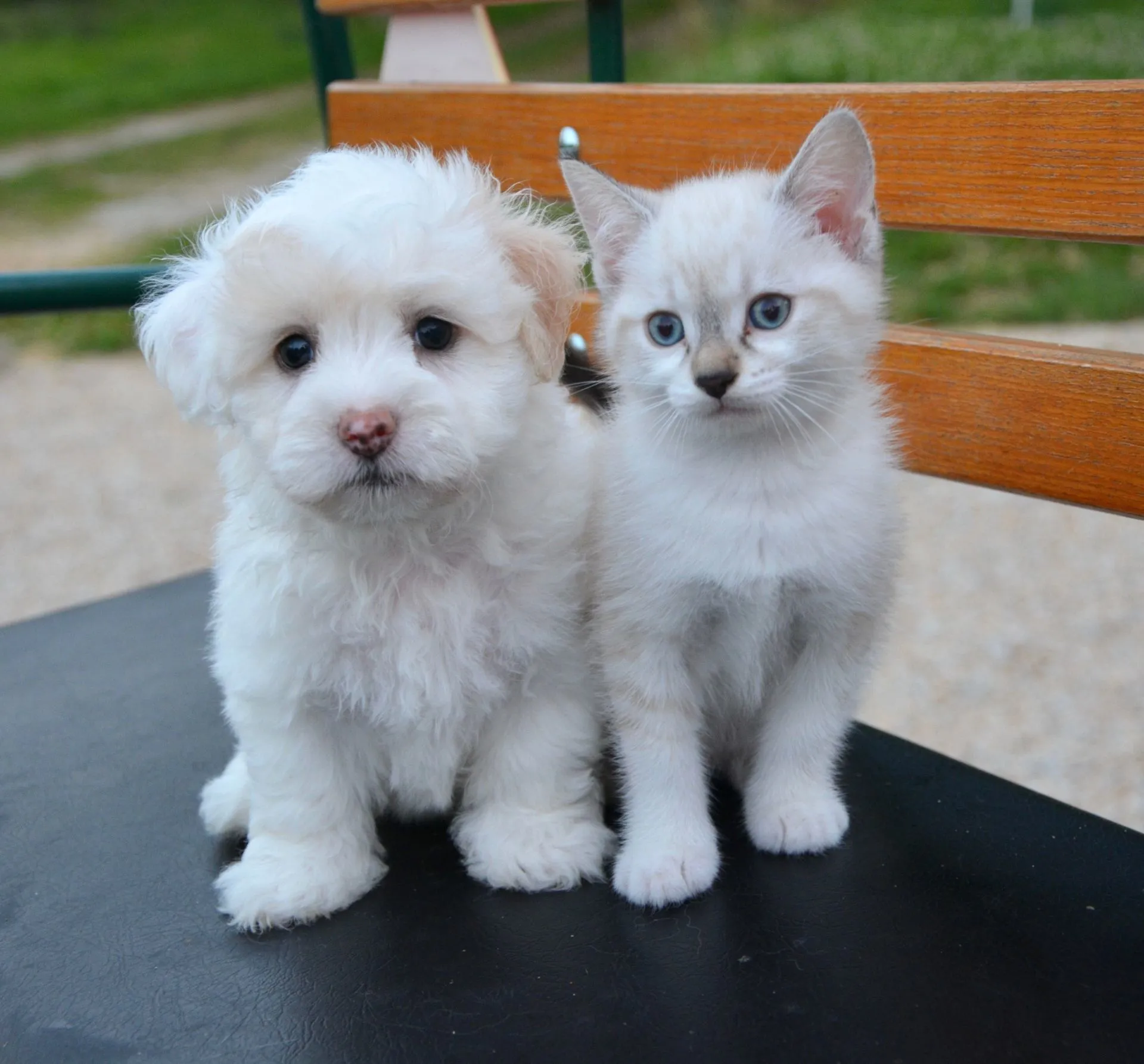 Il Naturopata per Animali, il professionista del benessere dei pets 