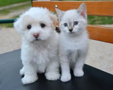 Il Naturopata per Animali, il professionista del benessere dei pets