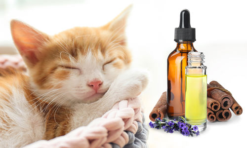 Master in Naturopatia Animale