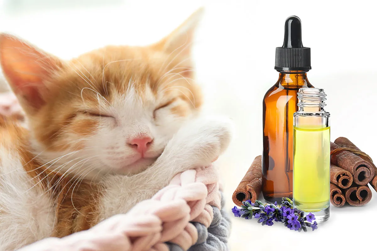 Master in Naturopatia Animale
