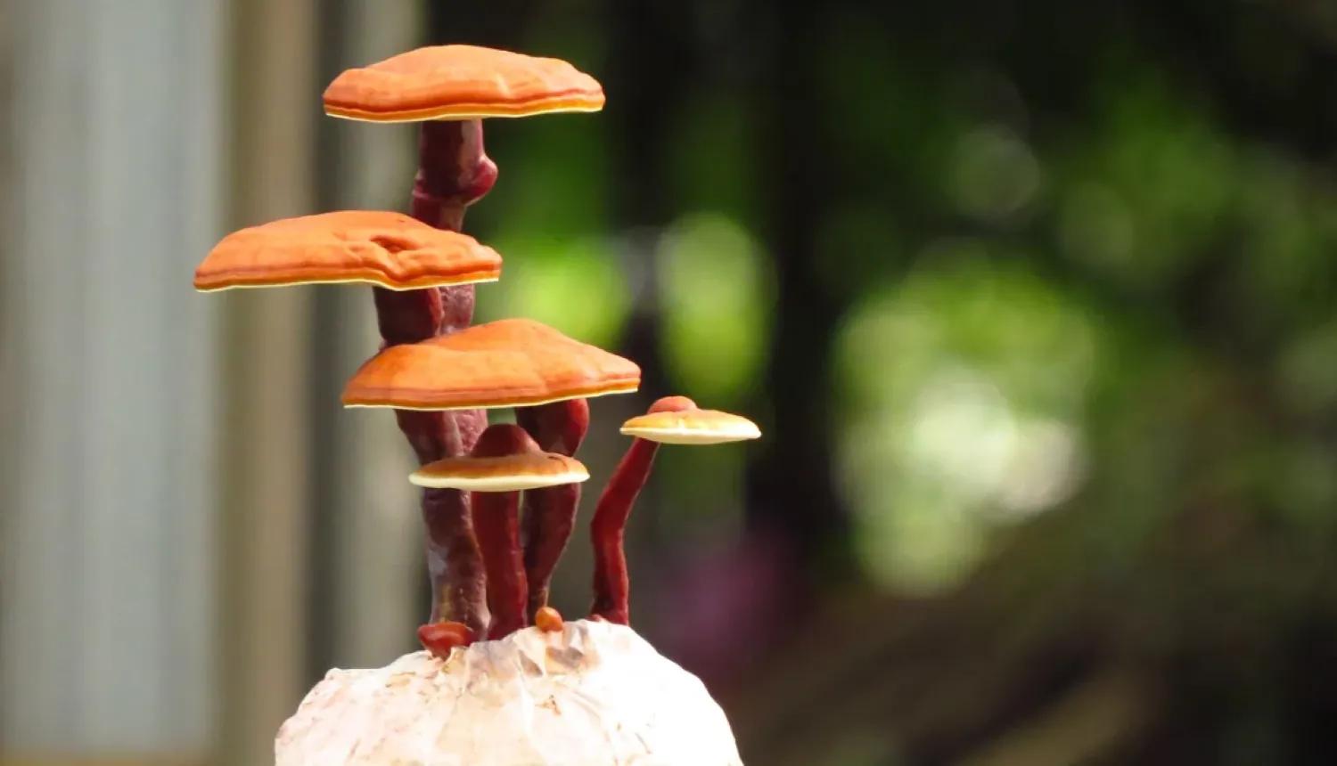 Allergie di stagione e Funghi Medicinali 