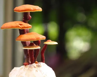 Allergie di stagione e Funghi Medicinali