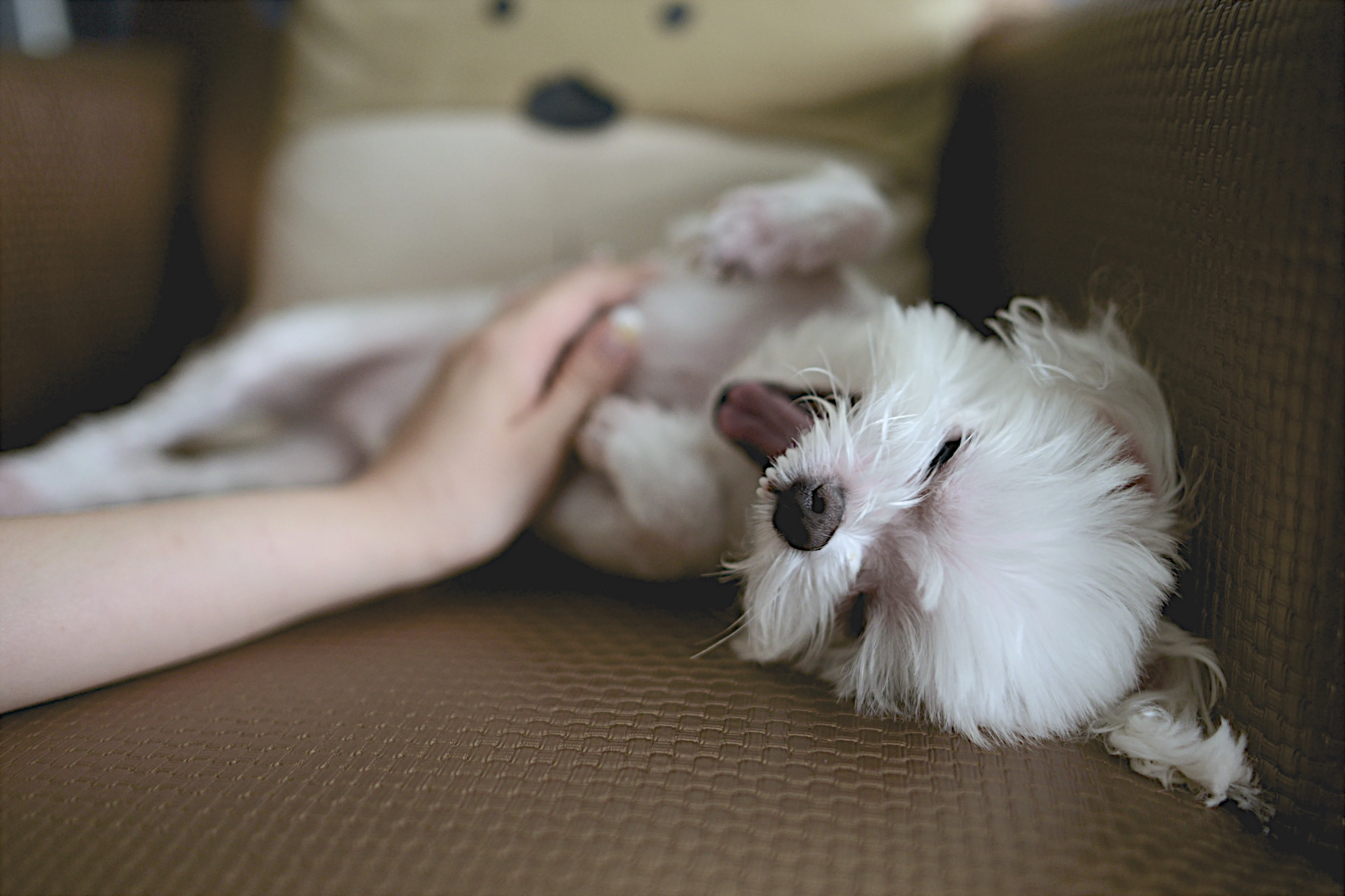 Come migliorare il benessere di cani e gatti