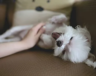 Come migliorare il benessere di cani e gatti
