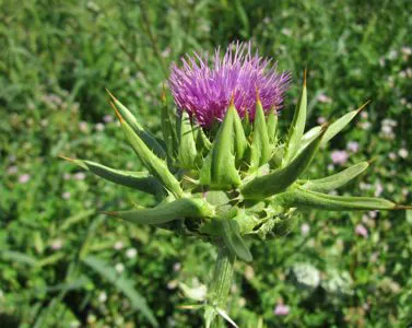 Sofferenza Epatica, i Rimedi Naturali
