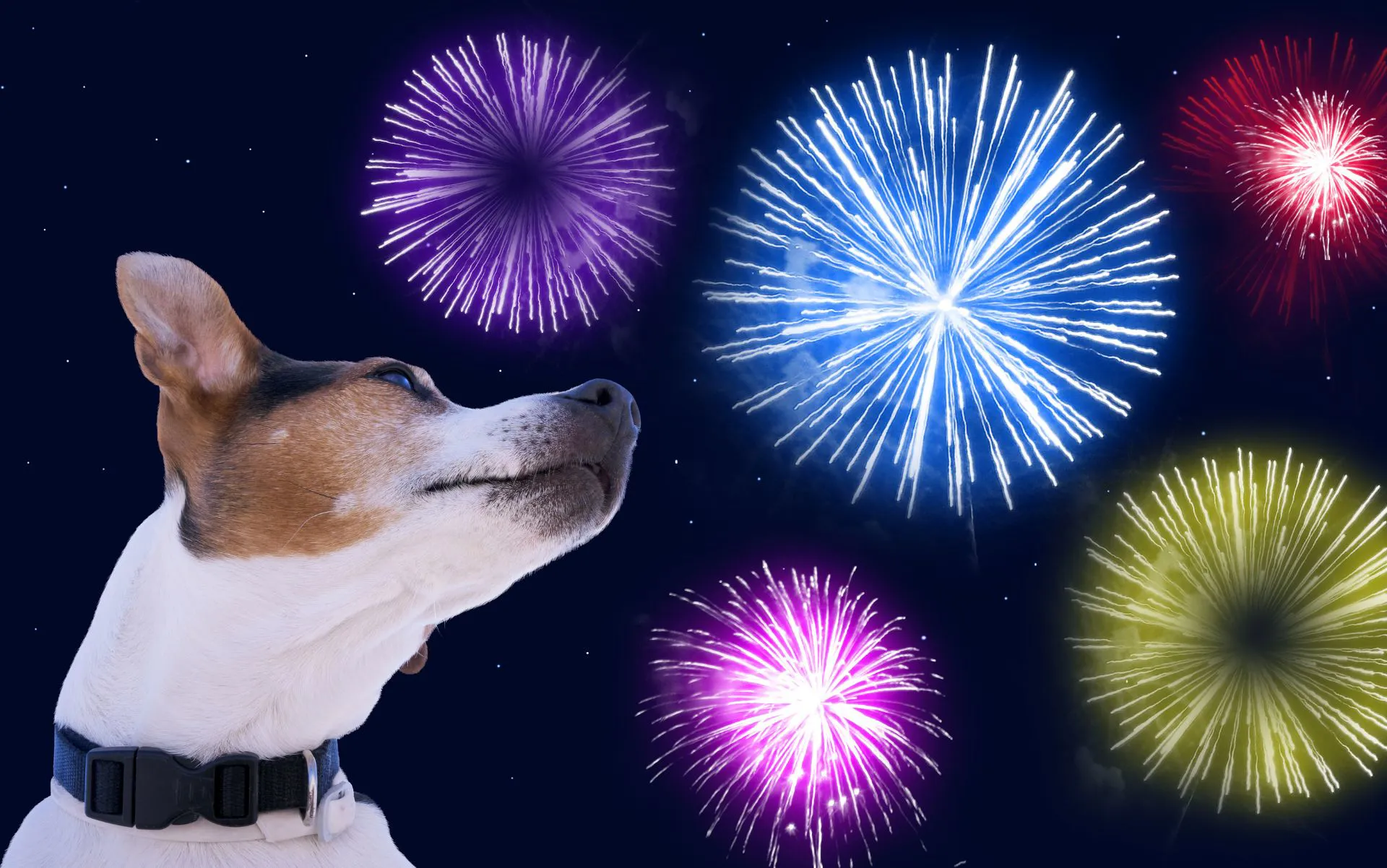 Come proteggere gli animali domestici dai botti di fine anno