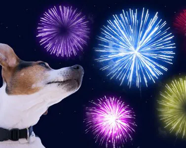 Come proteggere gli animali domestici dai botti di fine anno