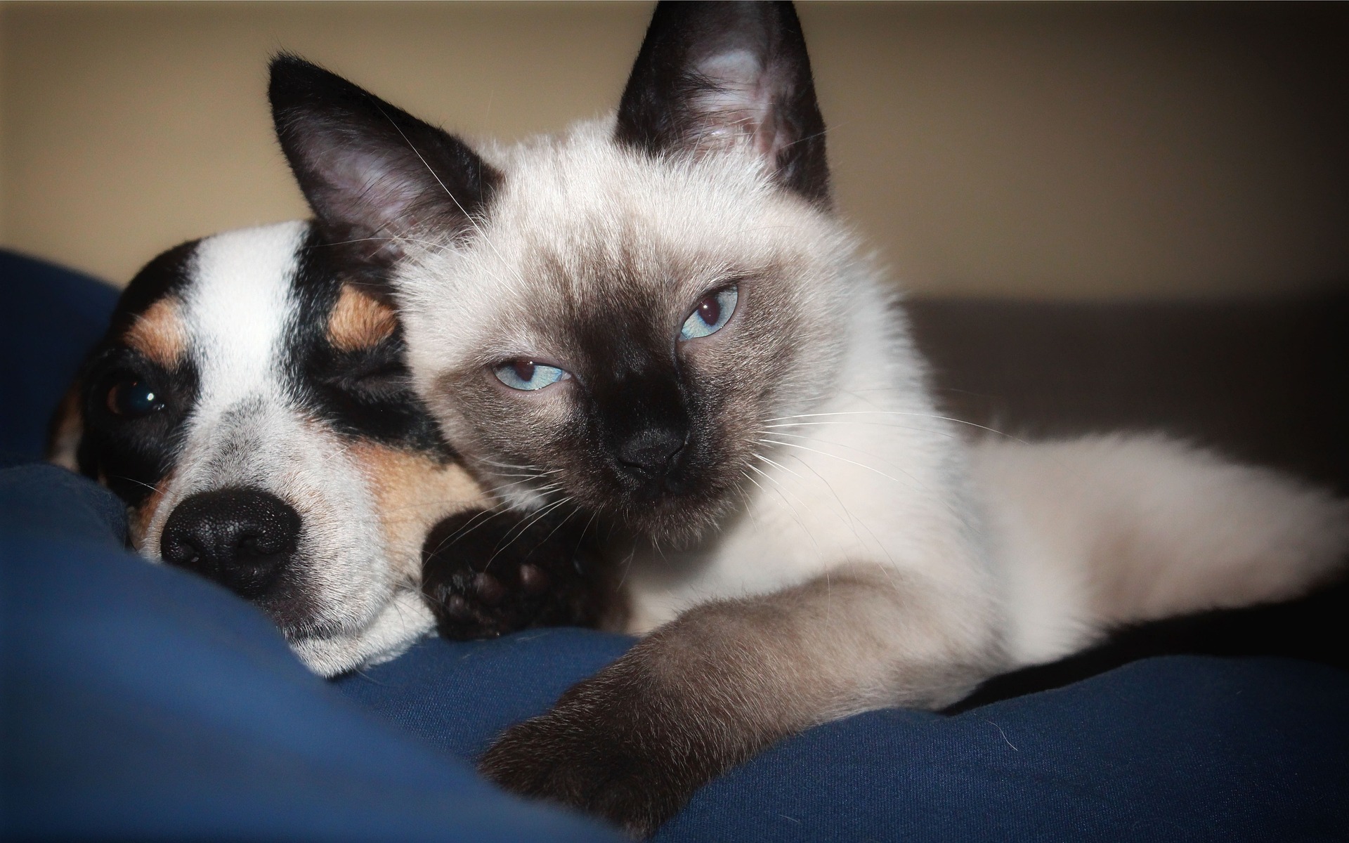 Anche i nostri amici animali hanno il loro Naturopata