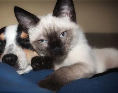 Anche i nostri amici animali hanno il loro Naturopata