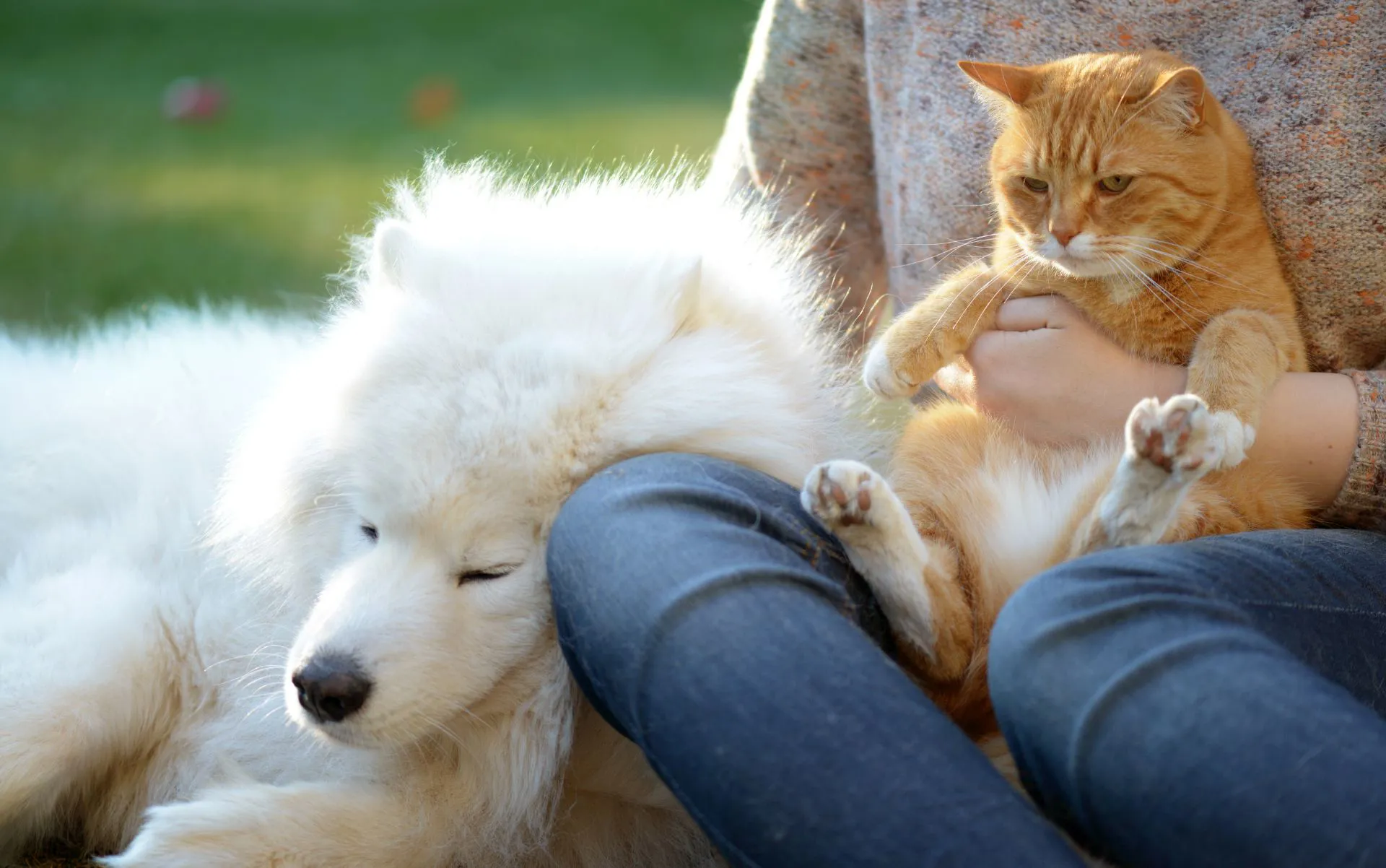 I benefici della relazione uomo-animale a livello psico-empatico