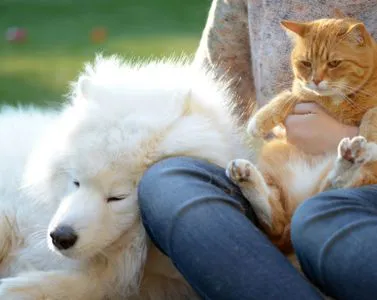 I benefici della relazione uomo-animale a livello psico-empatico