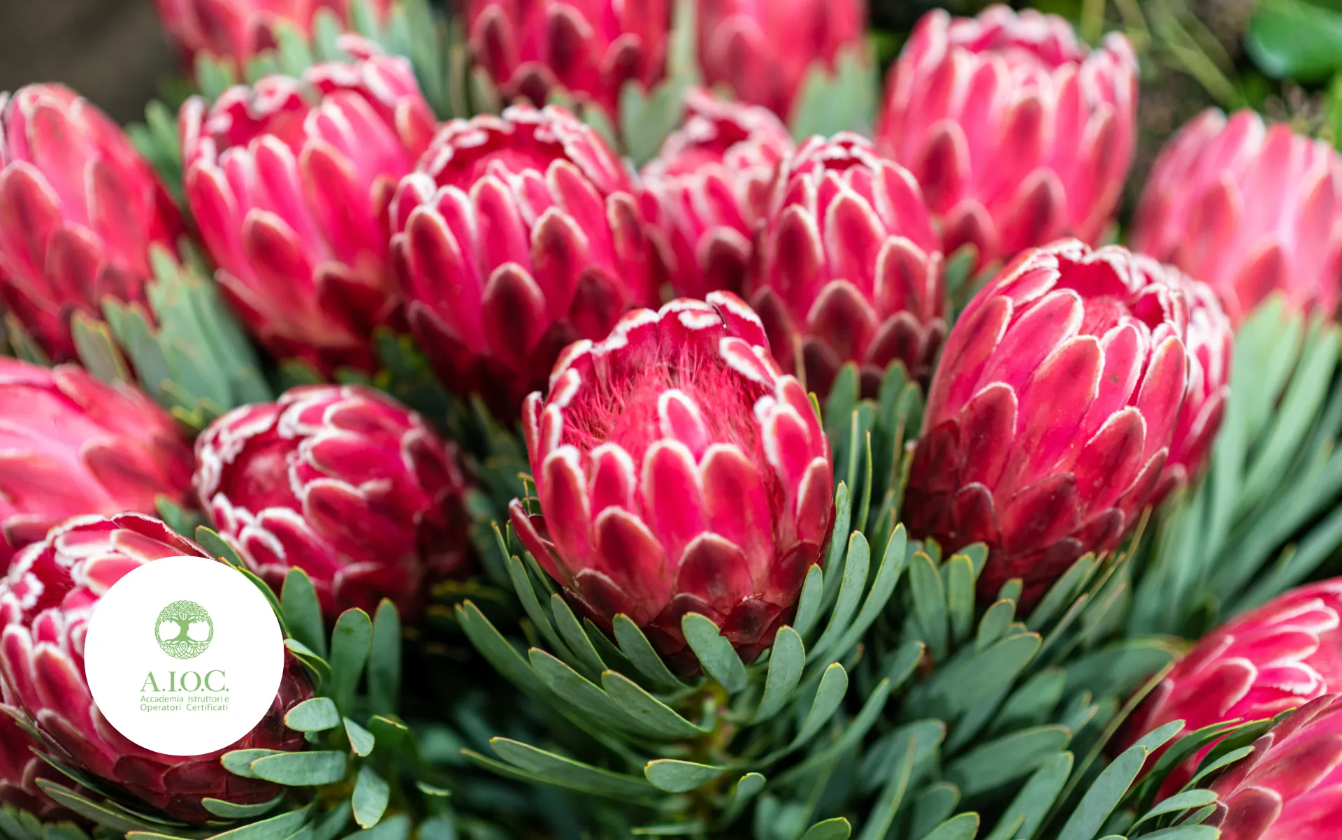 I Fiori Australiani e i loro benefici