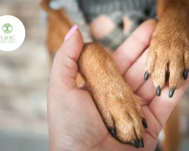 Naturopatia Animale: Cure Naturali per il Benessere duraturo dei tuoi animali