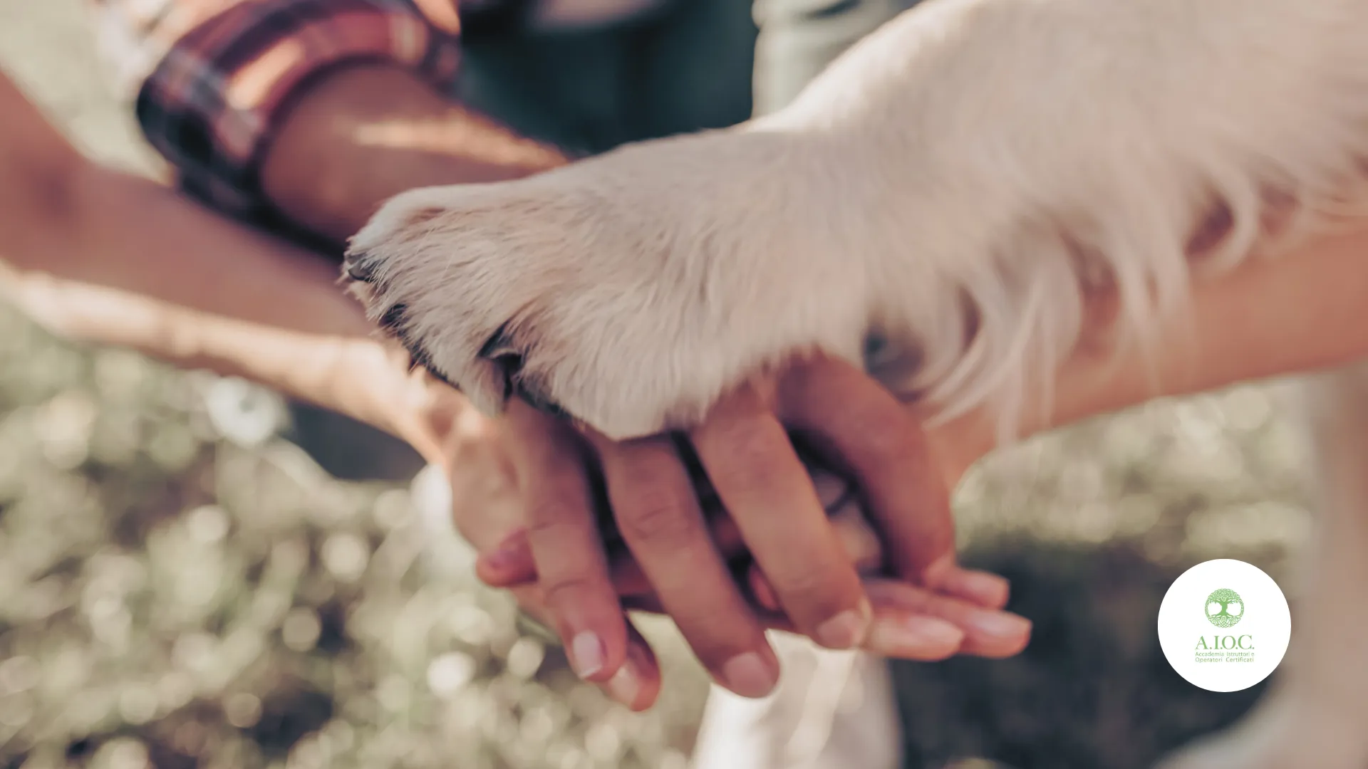 Operatore Psico-Empatico-Relazionale Animale: Ruolo, Benefici e Formazione