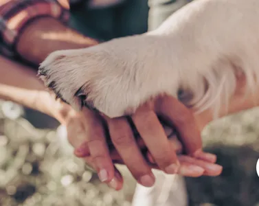 Operatore Psico-Empatico-Relazionale Animale: Ruolo, Benefici e Formazione